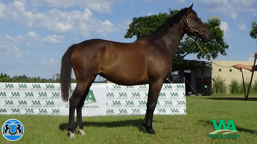 Lote LA CUMPARSITA (Brz)