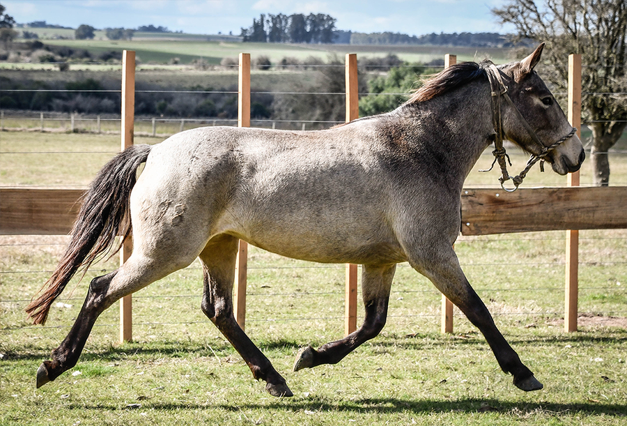 Lote MONCHITA MOLLES