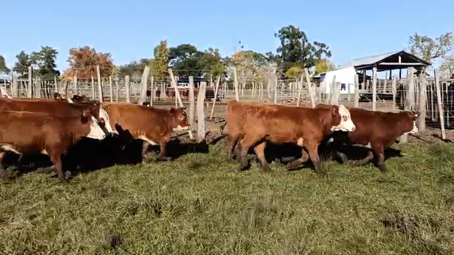 Lote 41 Terneras