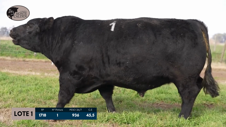 Lote Toro Puro de pedigree