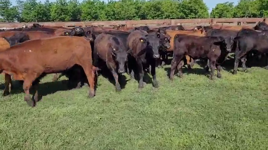 Lote 62 Terneros/as en Entre Ríos, Villaguay