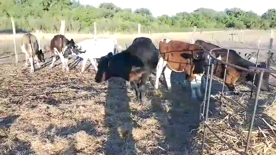 Lote 5 Terneros y 1 Hembra