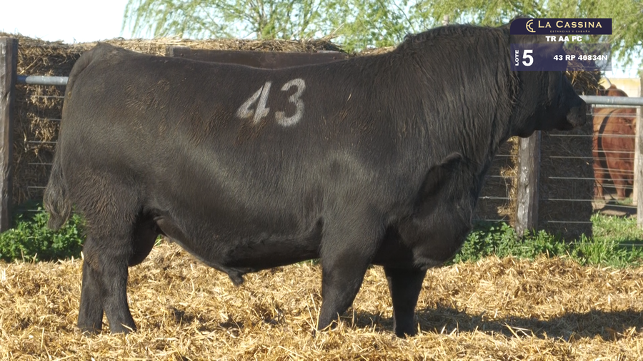 Lote TOROS ANGUS PURO CONTROLADO