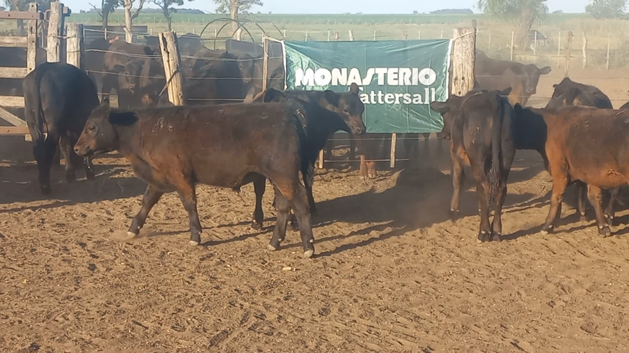 Lote 70 Terneras en Pehuajo