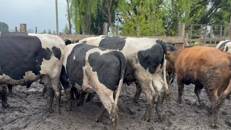 Lote 20 Novillo Gordo en Yerbas Buenas, VII  Región Maule