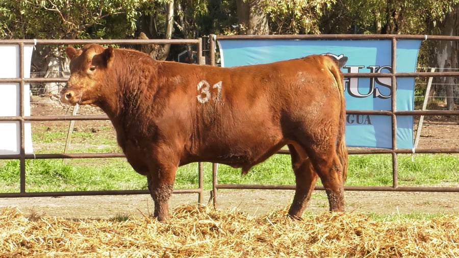 Lote TOROS ANGUS COLORADOS PC