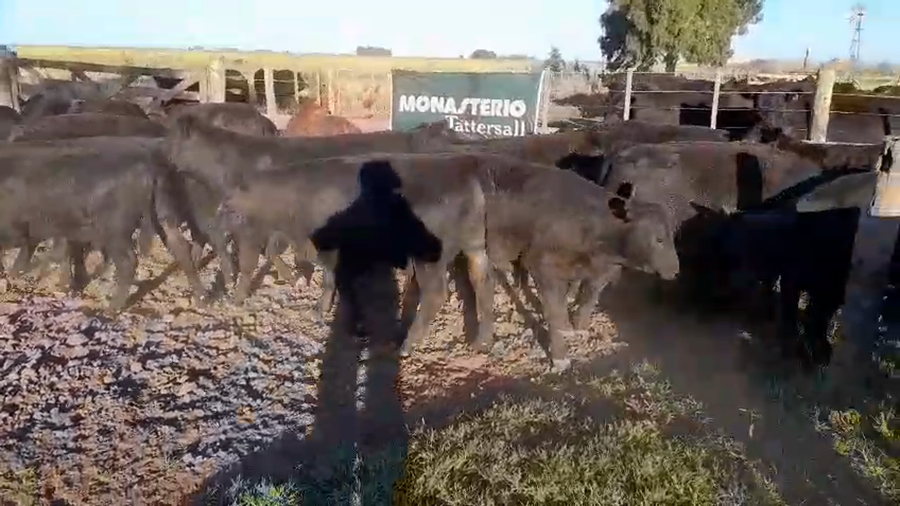 Lote 65 Ternero en Benito Juárez