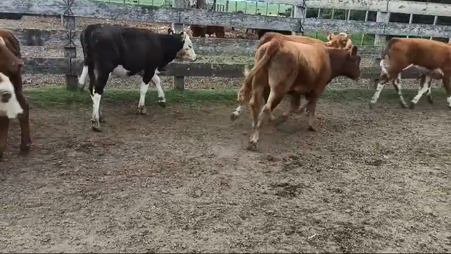 Lote TERNERAS