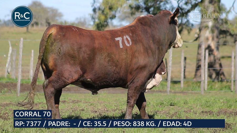 Lote Toro Media sangre