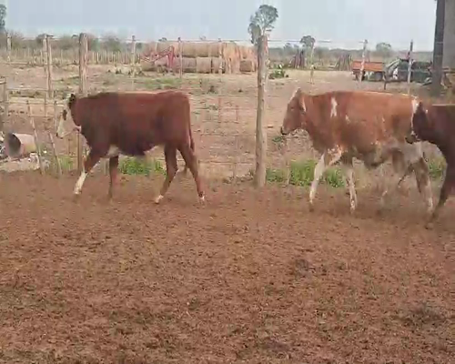 Lote 80 Novillitos en Tintina, Santiago del Estero