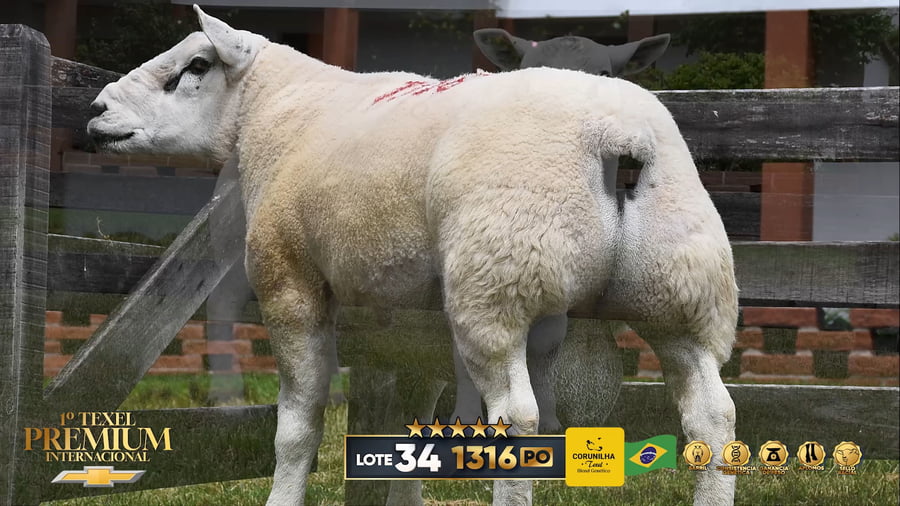 Lote Borrego a remate en 1º Texel Premium Internacional, Brasil