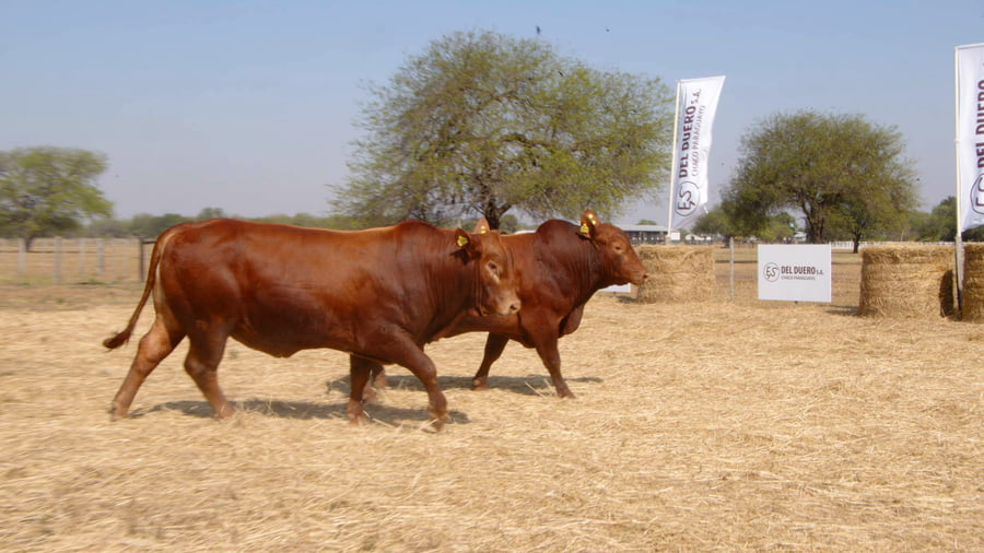 Lote TOROS
