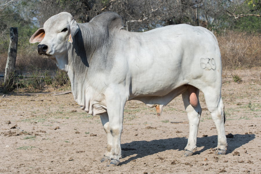 Lote Corral 20 - CABAÑA DON TOMAS