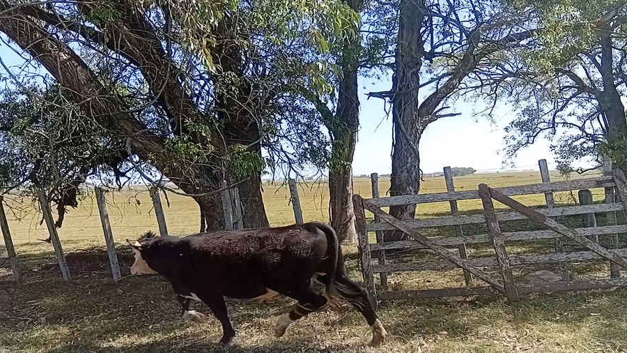 Lote 30 Terneros enteros