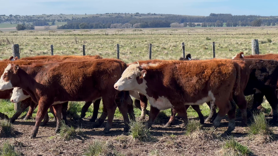 Lote 25 Novillitos y vaquillonas