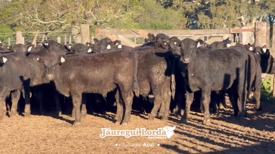 Lote 42 Terneros