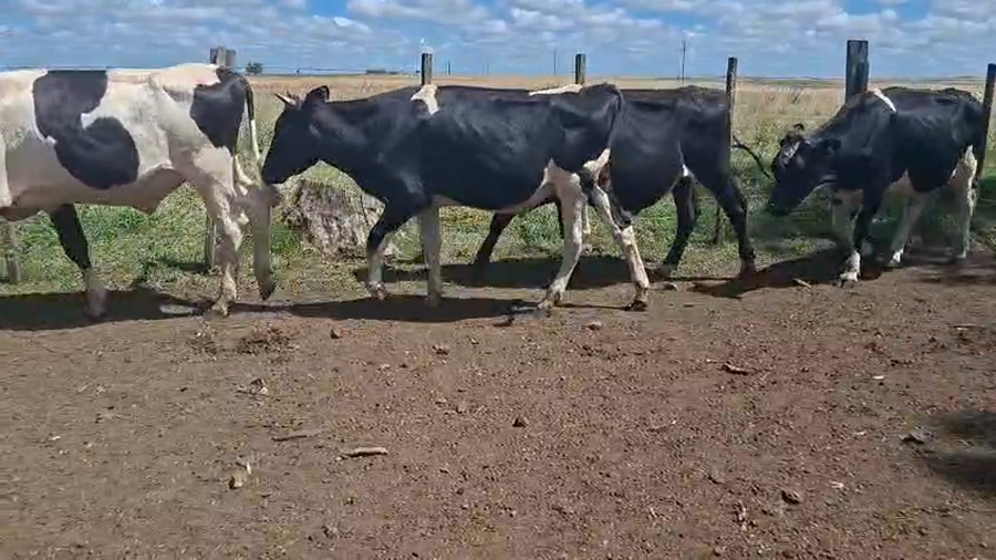 Lote NOVILLOS