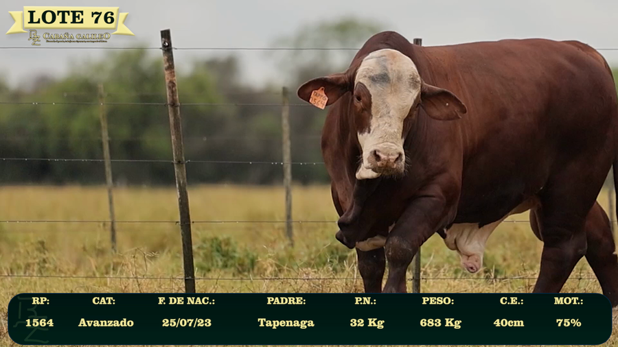 Lote LOTE 76