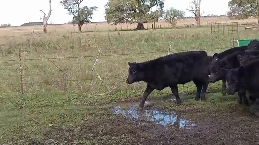 Lote 63 Terneros en Chascomus