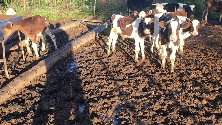 Lote 9 Terneros/as Holando Argentino en Devoto, Córdoba