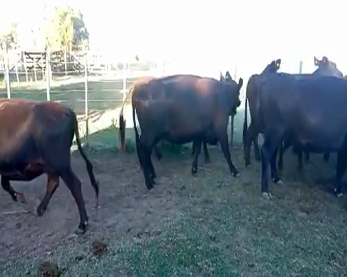 Lote 17 Vacas medio uso con garantia de Preñezen Gral. Paz, Buenos Aires