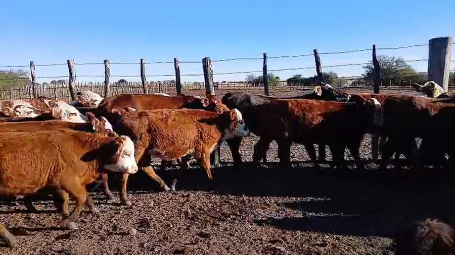 Lote 70 Terneras en Corrientes, Mercedes
