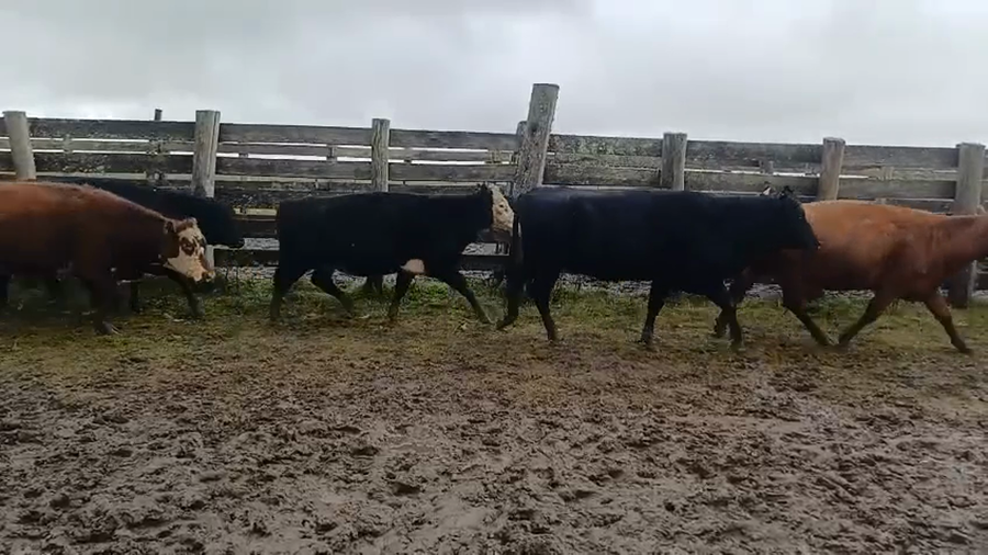 Lote 40 Vacas preñadas 9 RA,  8 AA,  9 HE,  8 HE X AA,  5 HE X RA,  1 LI a remate en 5º Remate Pantalla Bachino 410kg -  en ARROYITOS, A 22KM DE RUTA 19 A 66KM DE LASCANO