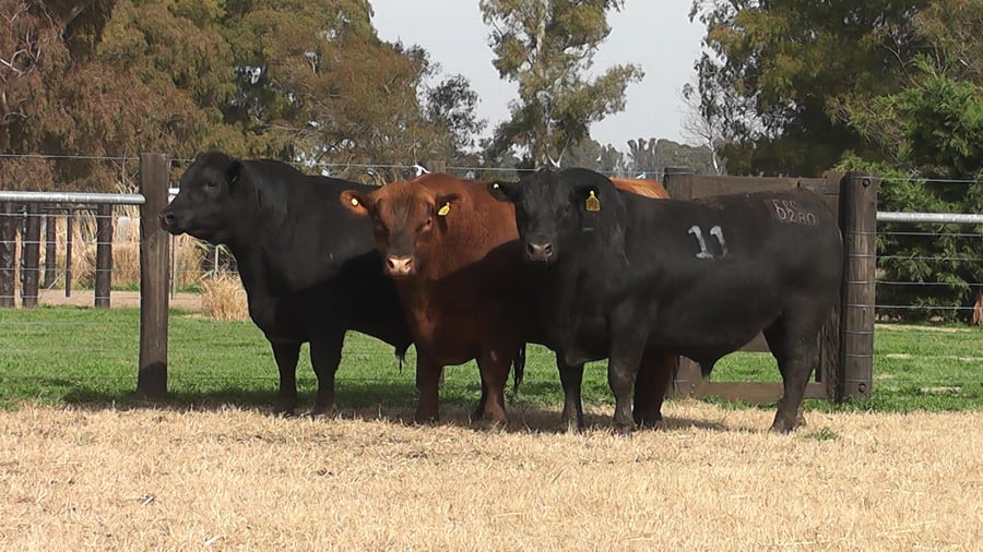 Lote TOROS ANGUS PC