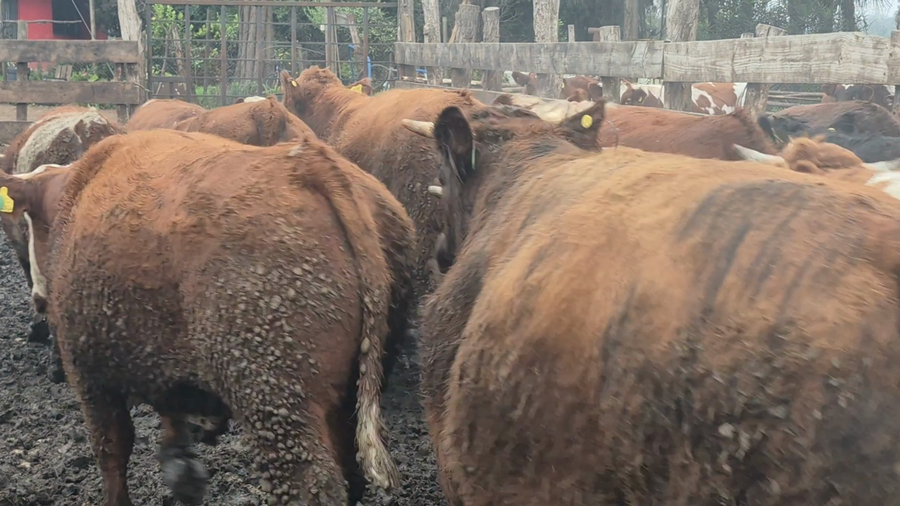 Lote 45 Novillo Gordo en Linares, VII  Región Maule