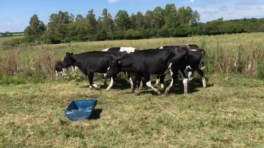 Lote 5 vaquillonas holando preñadas