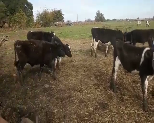 Lote 6 Terneros HOLANDO 180kg - , San José