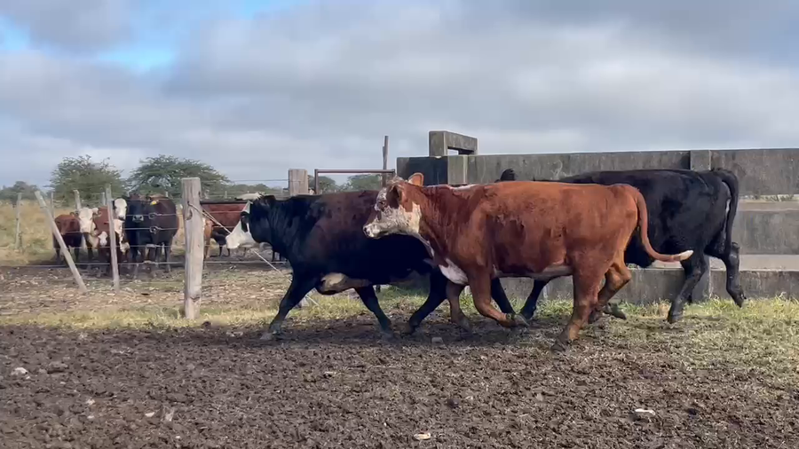 Lote 23 Vacas faena en Corrientes, Curuzu Cuatia