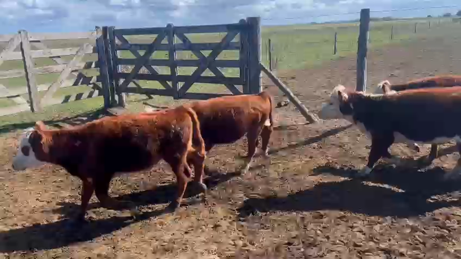 Lote 105 Terneros en Chascomús, Buenos Aires