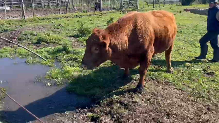 Lote Toros a remate en Pantalla Aniversario - Escritorio Camy, San José