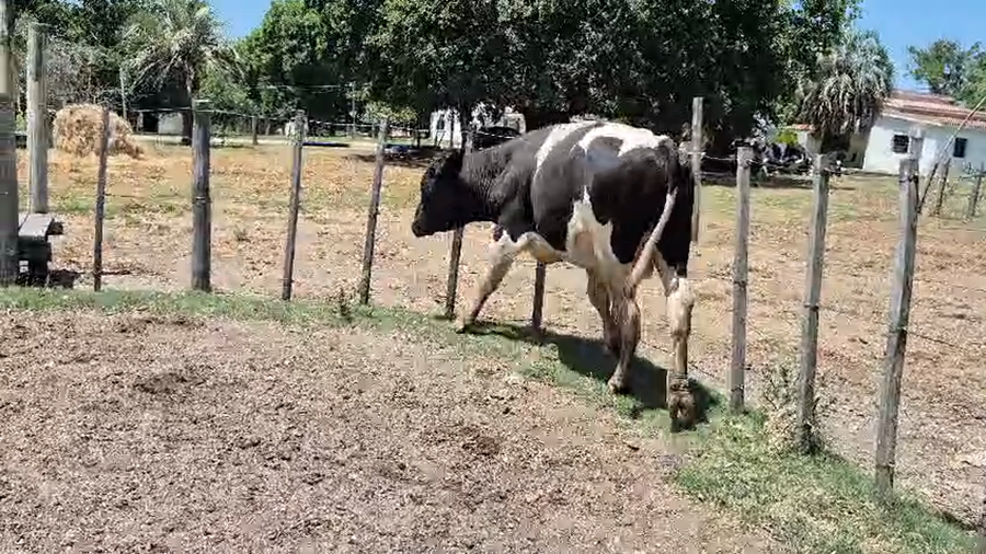 Lote Toros, San José