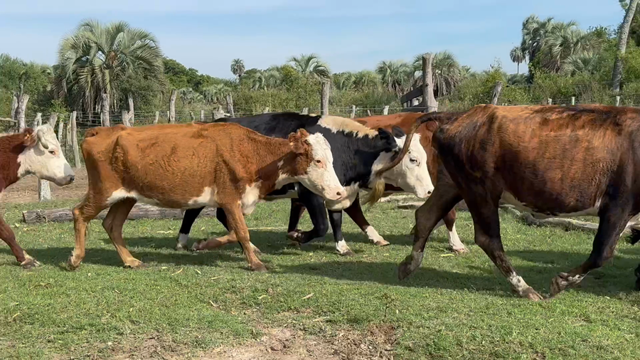 Lote 100 Vacas usadas preñadas