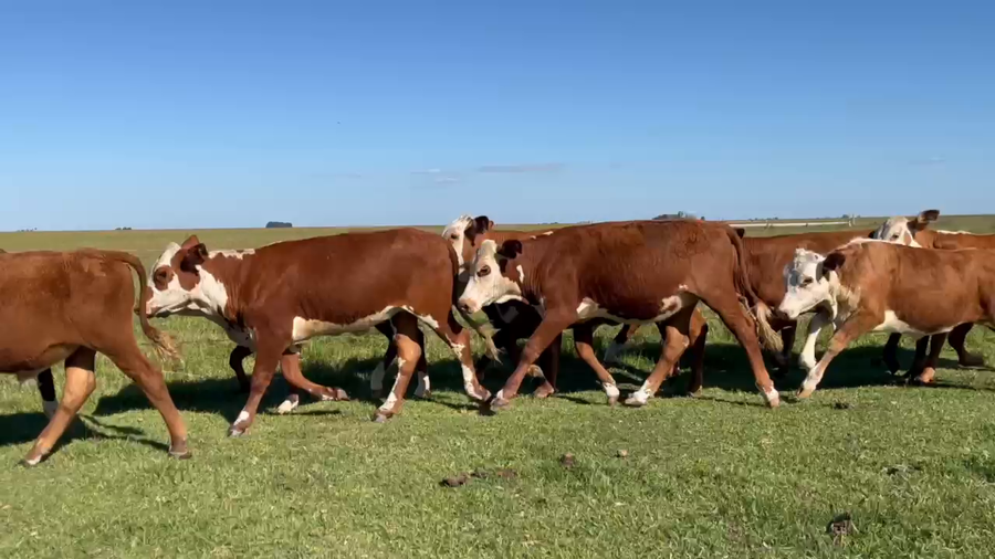 Lote 76 Terneros/as