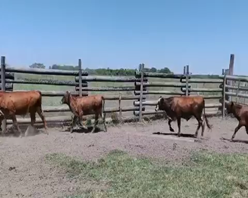 Lote 100 Terneros en Gral. Manuel Belgrano, Formosa