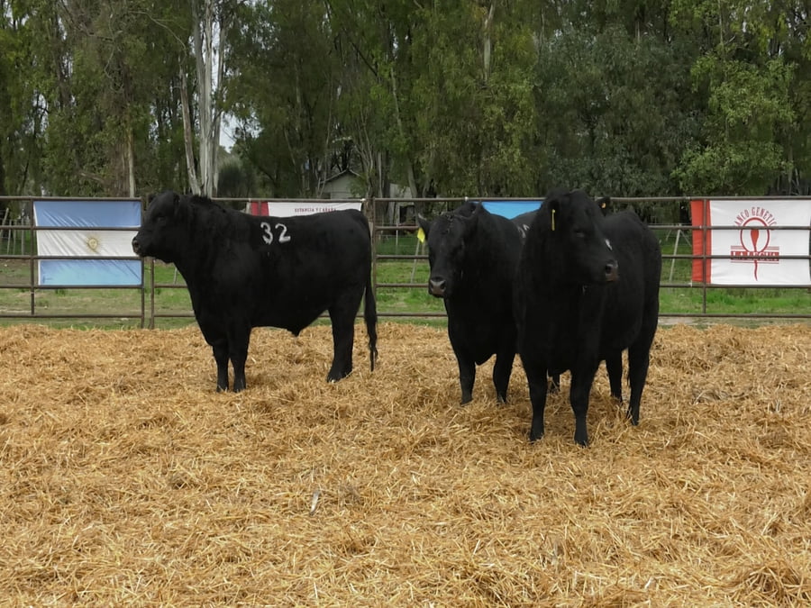 Lote TOROS ANGUS NEGROS PC