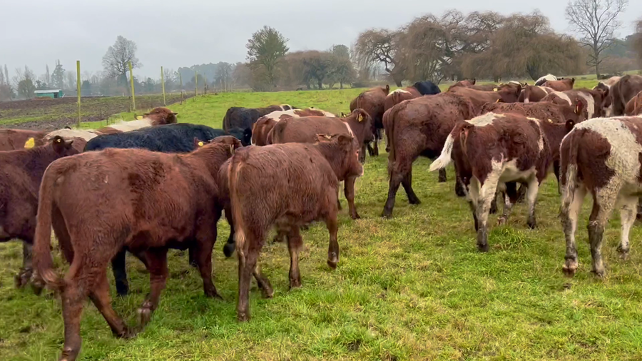 Lote 62 Ternero en San Pablo, X Región Los Lagos