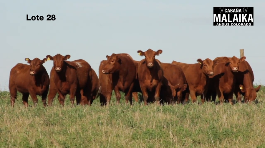 Lote VAQUILLONAS MAS PREÑADAS DE LA CABAÑA MALAIKA