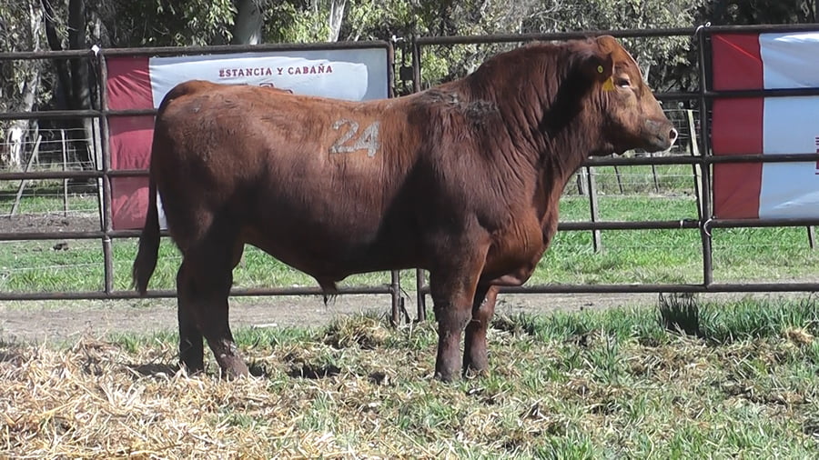 Lote ANGUS PURO CONTROLADO