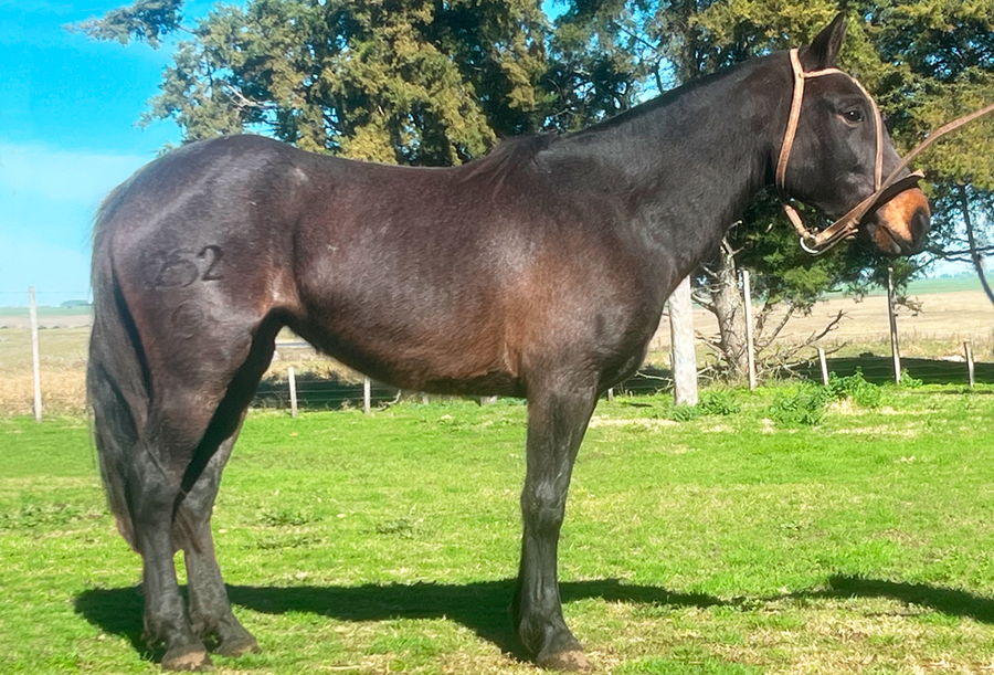 Lote REINA RUMBEADORA