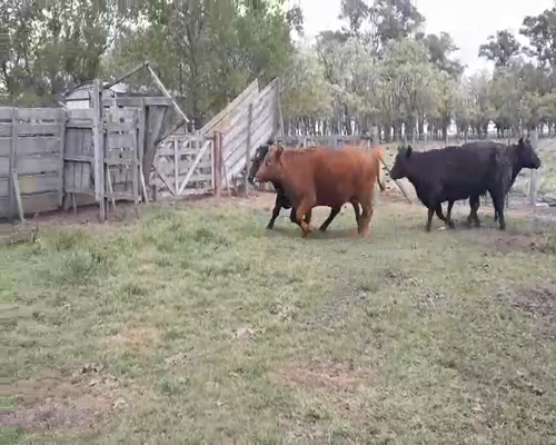 Lote 7 Vacas de invernar en arboledas, Buenos Aires