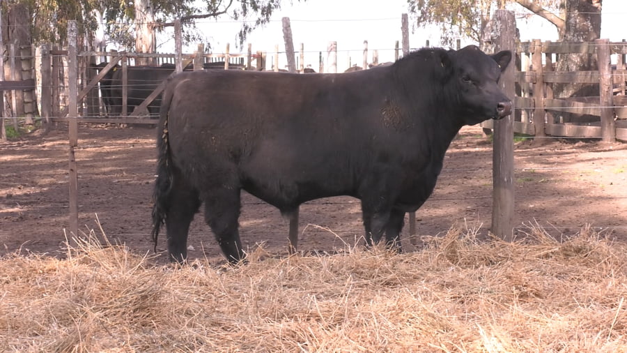 Lote TOROS PUROS POR CRUZA 