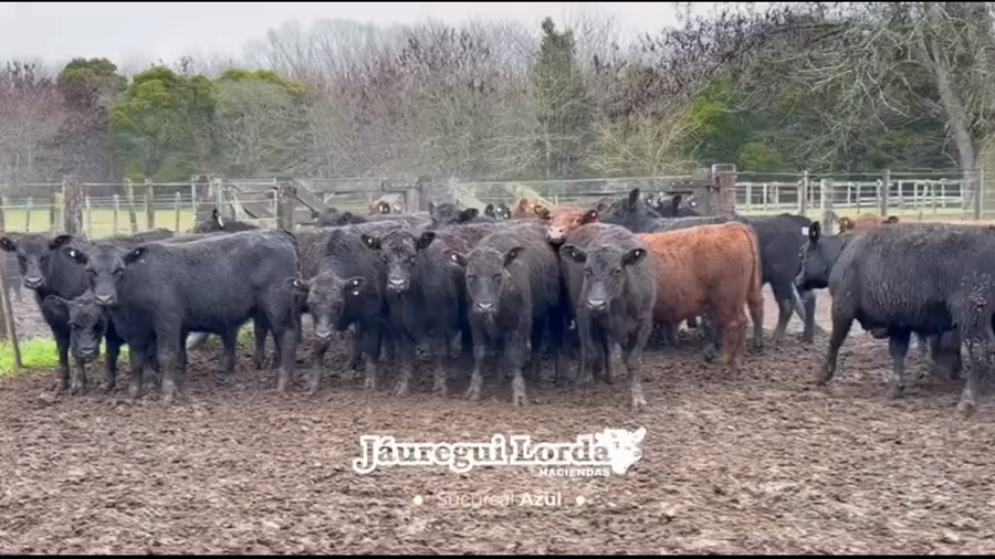 Lote 48 Novillitos