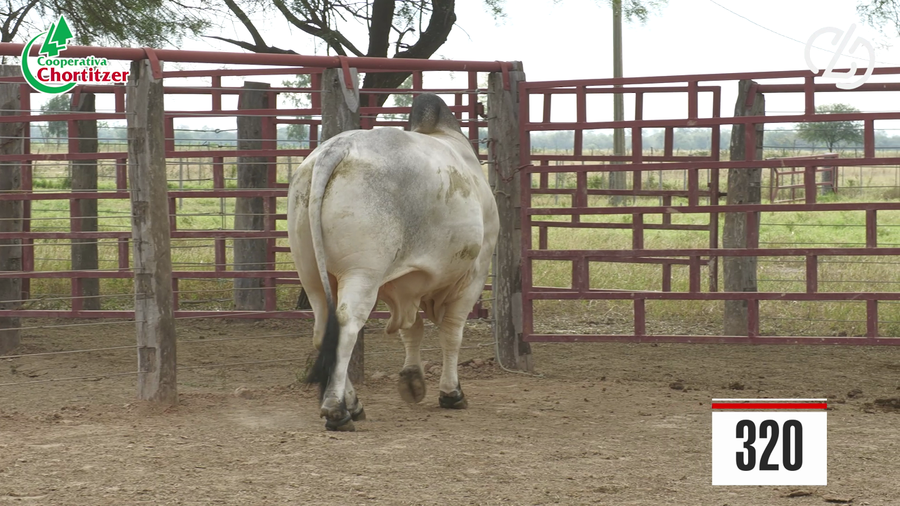 Lote Brahman