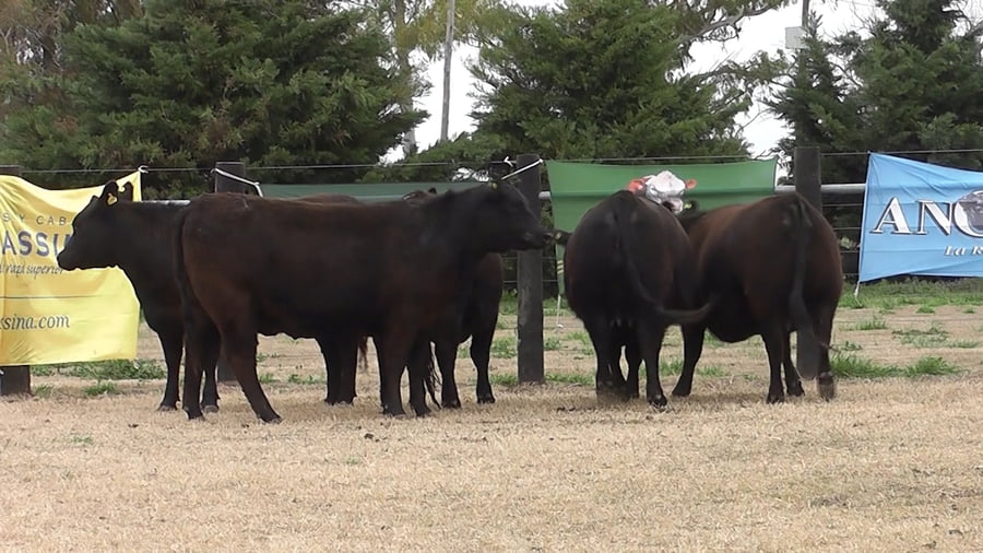 Lote VAQ. ANGUS PC NEGRAS PREÑADAS PARICION PRIMAVERA