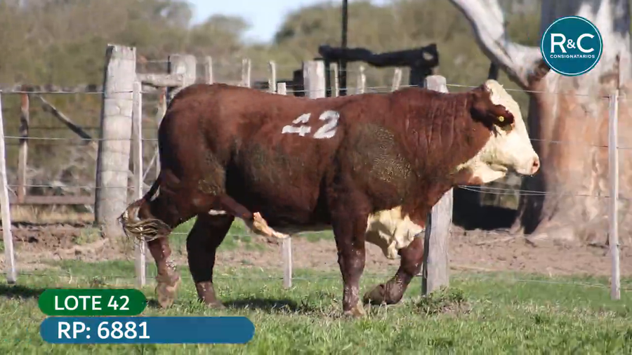 Lote Toros señal 22