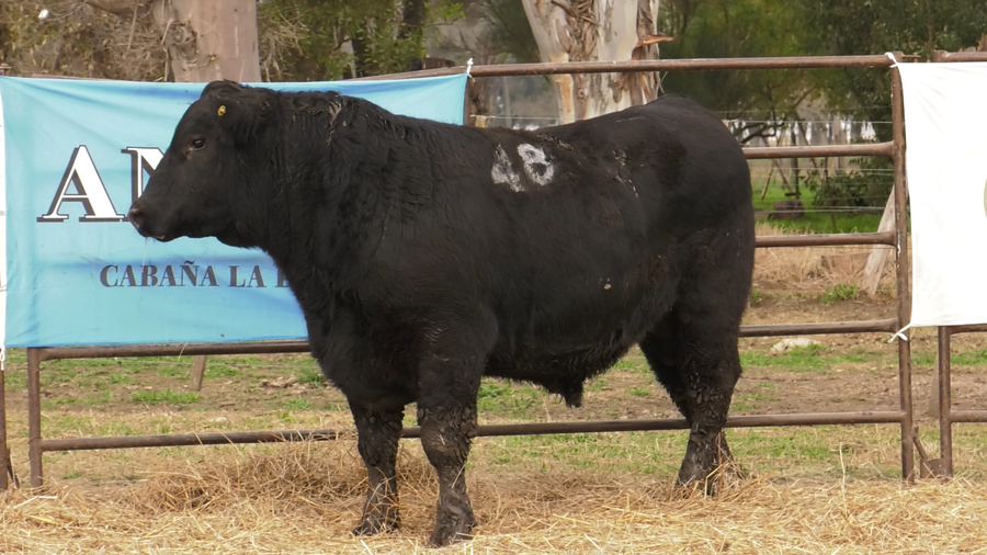 Lote TOROS ANGUS NEGROS  PC